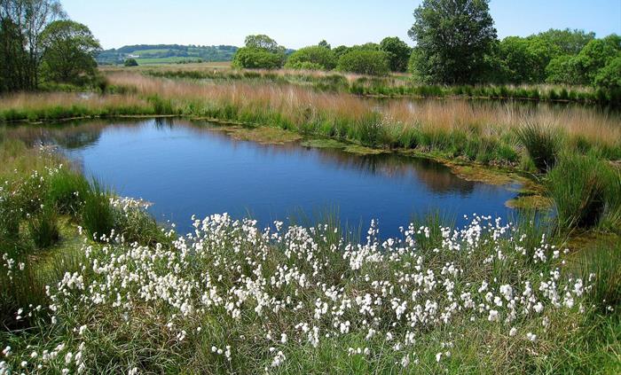 Cors Caron in summer